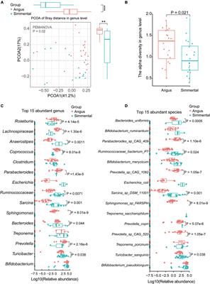 Metagenomic and Transcriptomic Analyses Reveal the Differences and Associations Between the Gut Microbiome and Muscular Genes in Angus and Chinese Simmental Cattle